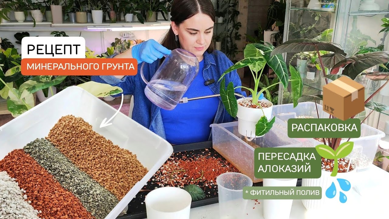 РАСПАКОВКА | ПЕРЕСАДКА алоказий | РЕЦЕПТ минерального грунта