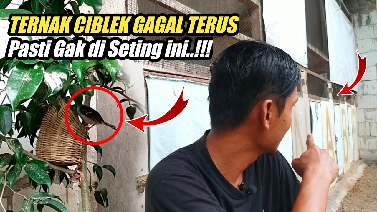 TERNAK CIBLEK METODE TIGA SR 100% BERHASIL‼️intip yukk