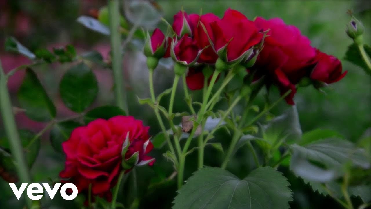 Novi Fosili - Rožica Sem Bila