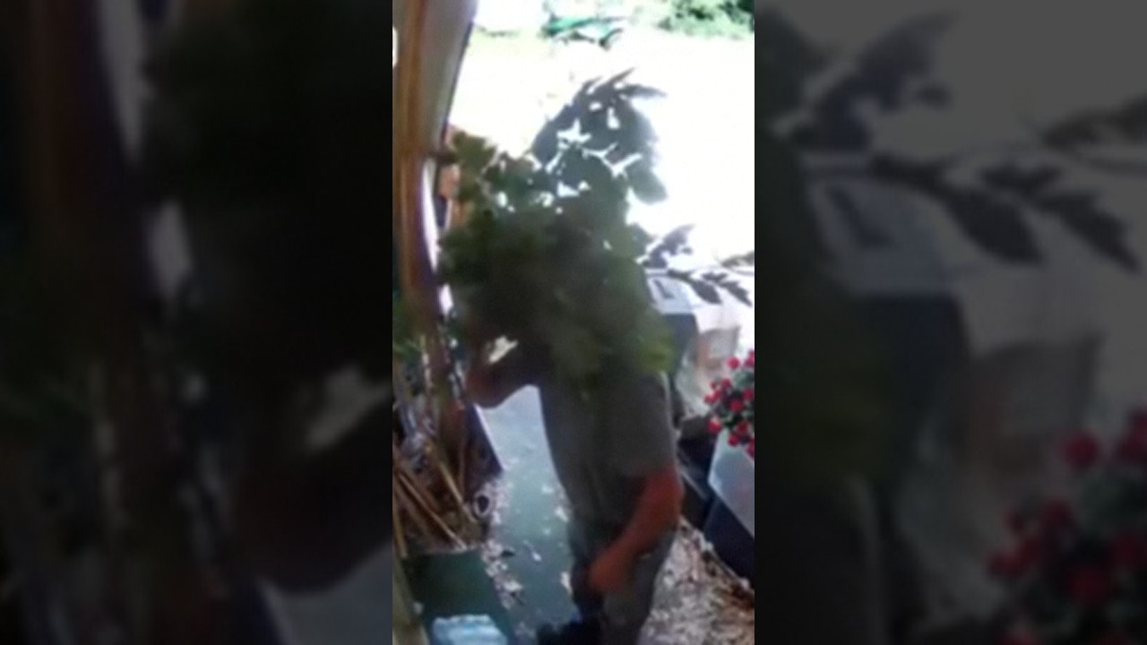 Suspected burglar uses plant to hide face from ring camera