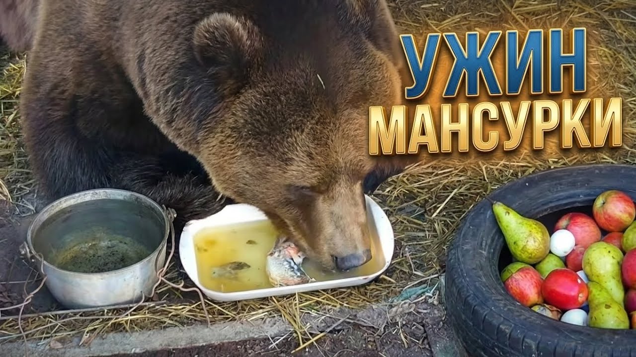 Мансур кушает🐻Mansur is eating _15/3/26