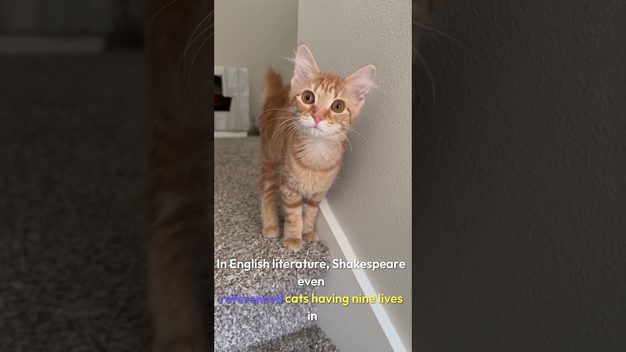 Do Cats Really Have Nine Lives? 🐾 The Truth Behind the Myth #9lives #catsofyoutube