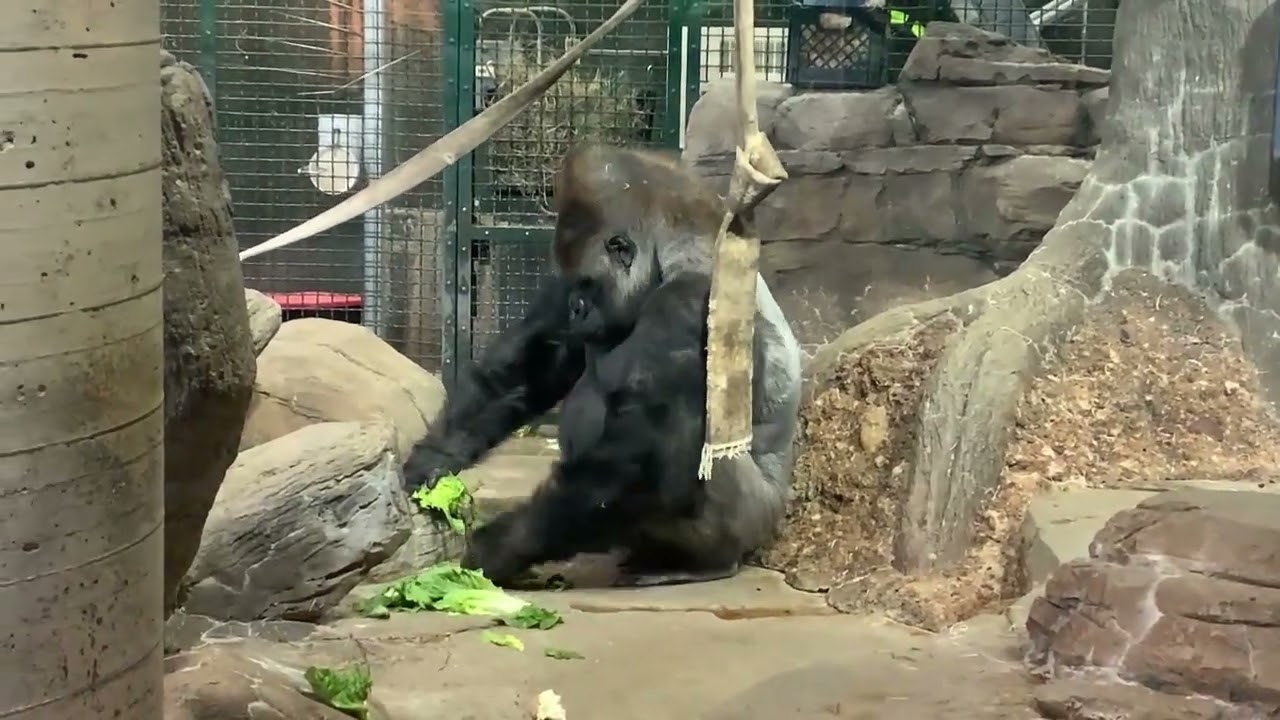 Como Live: Gorillas on the Line
