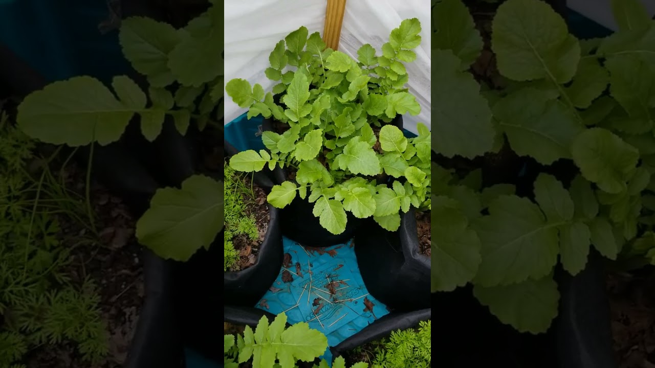 Daikon Radish in Winter Garden for Guam Daigo' #Shorts