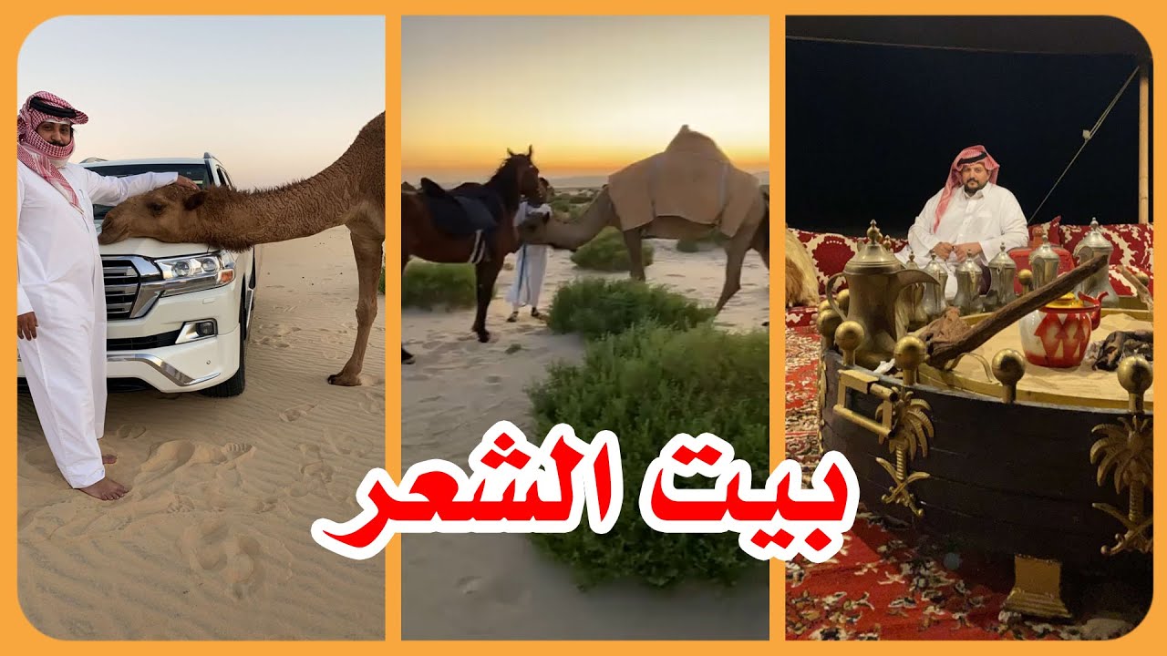 تجهيز المطازيز ببيت الشعر في عزبة الأمير ناصر بن نواف