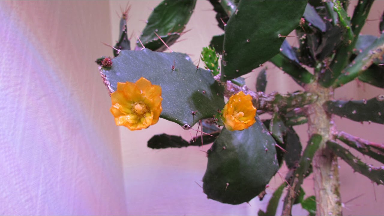 My Brasiliopuntia brasiliensis Cactus Tree in Flower in December on my Staircase