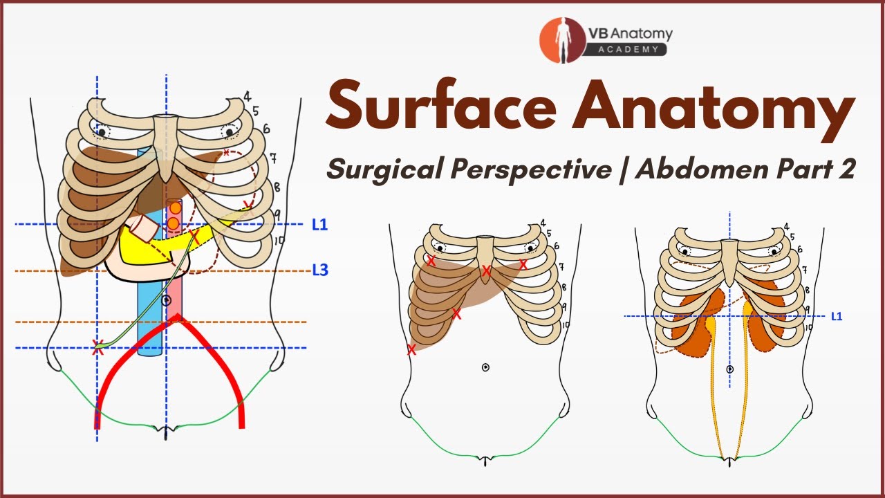 Surface Anatomy–Surgical Perspective | Abdomen Part 2 | Surgeons Guide to Abdominal Surface Markings
