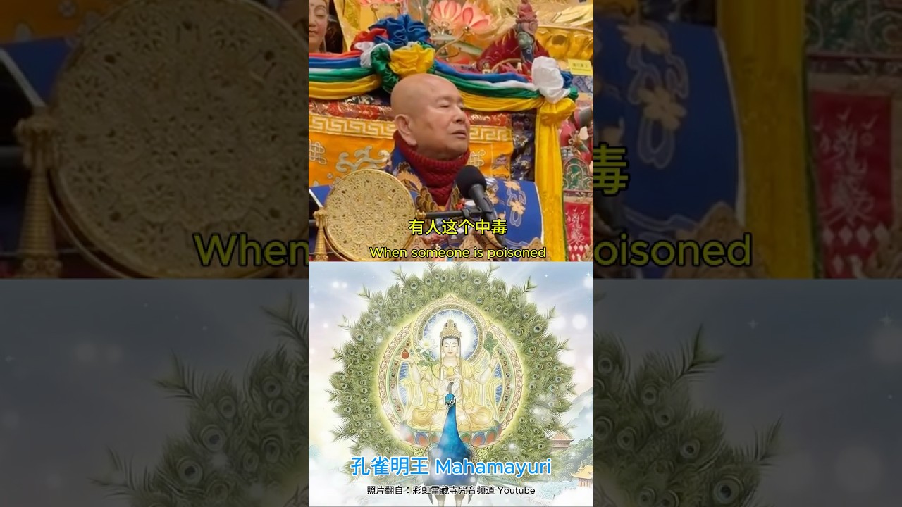 法王莲生活佛说：孔雀明王非常重要！🦚 Peacock King aka Mahamayuri is extremely important❗️