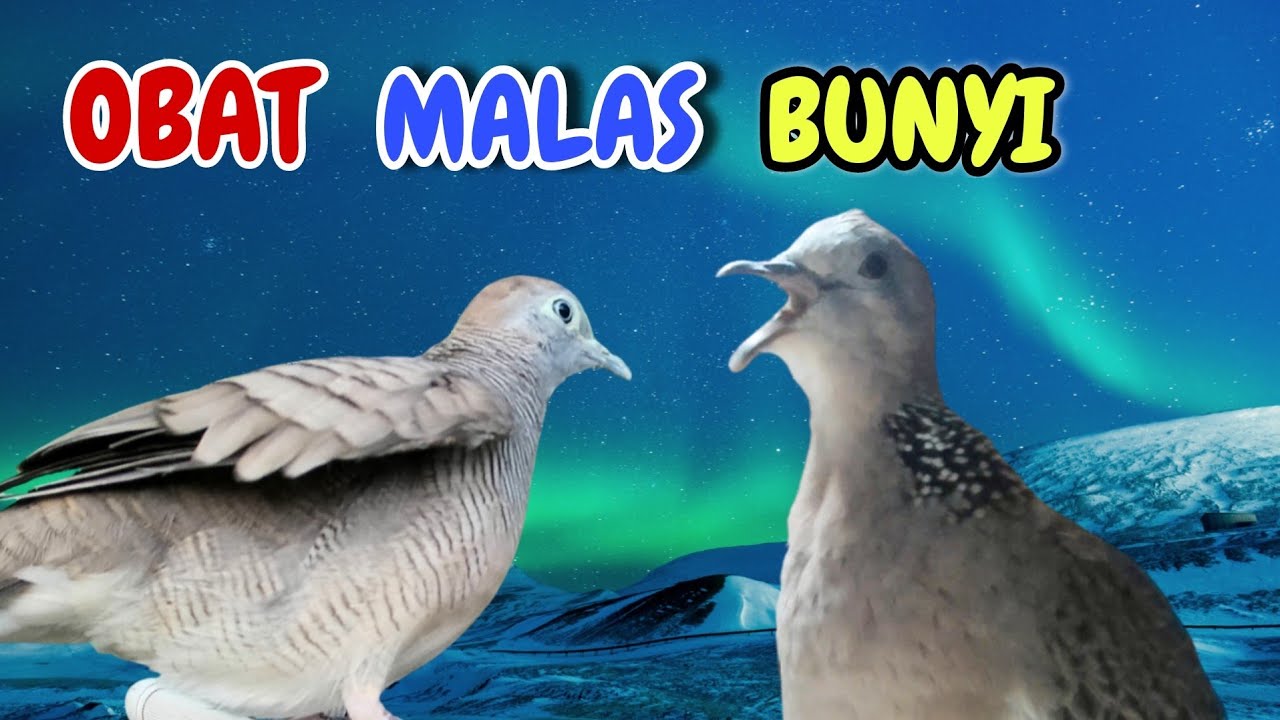 Perkutut Lokal Gacor Suara Besar Vs Tekukur Gayer Suara Kristal