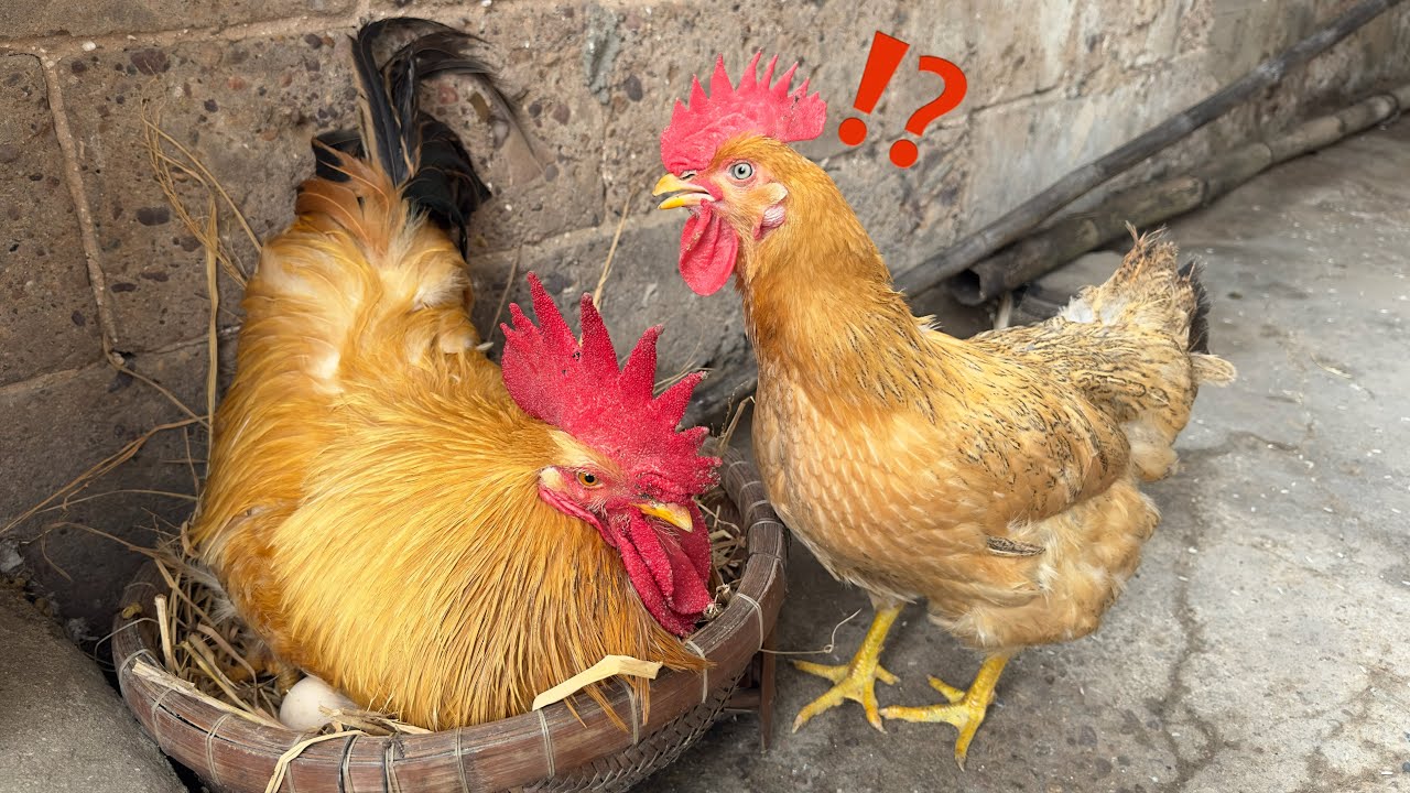 The rooster helps the hen hatch the eggs, and the hen is amazed!Incubate eggs in turn.Lovely animals
