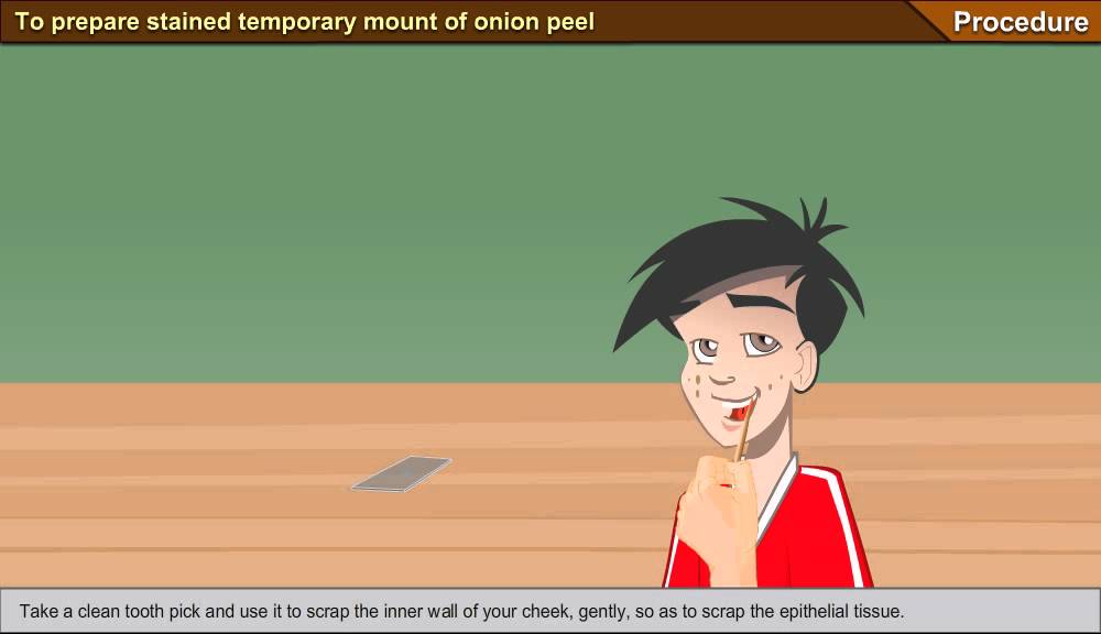 To prepare stained temporary mount of human cheek cells