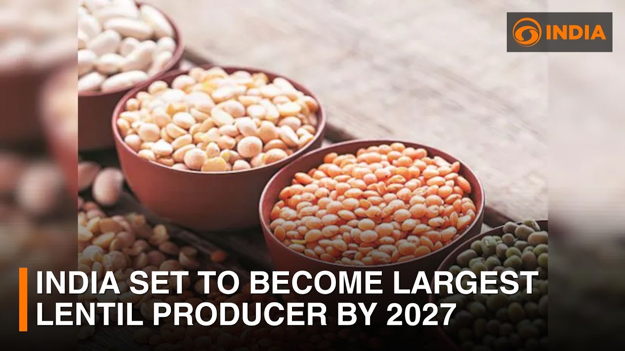 India set to become largest lentil producer by 2027 | DD India News Hour