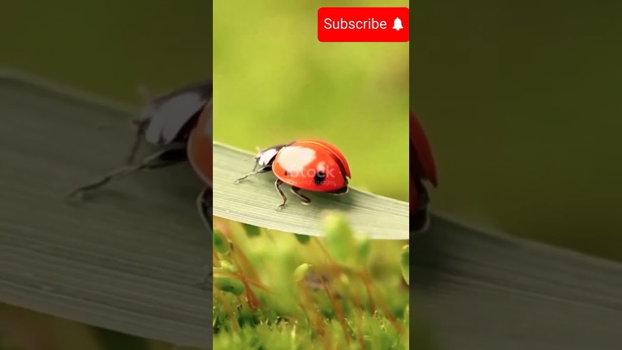 Lila , The Ladybug