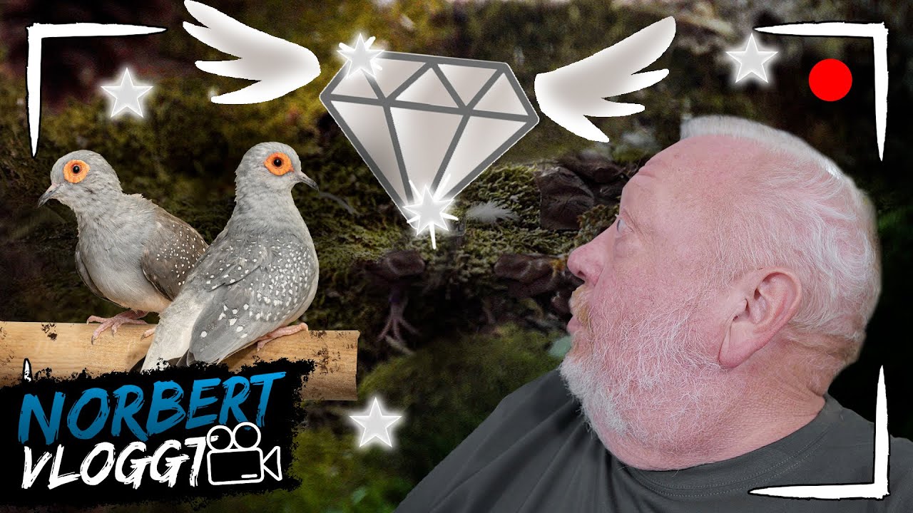 FLIEGENDE DIAMANTEN | NORBERT VLOGGT | Zoo Zajac