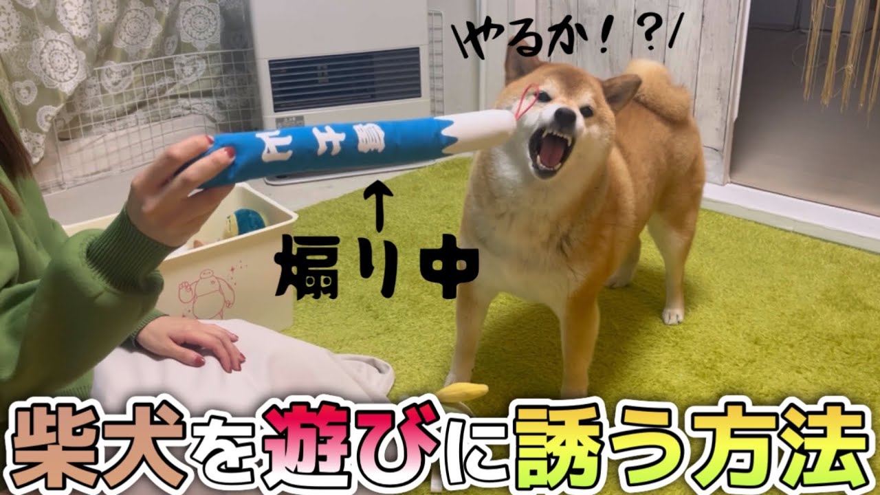 【The 気分屋】怠惰な柴犬を煽りに煽って遊びに誘った結果…