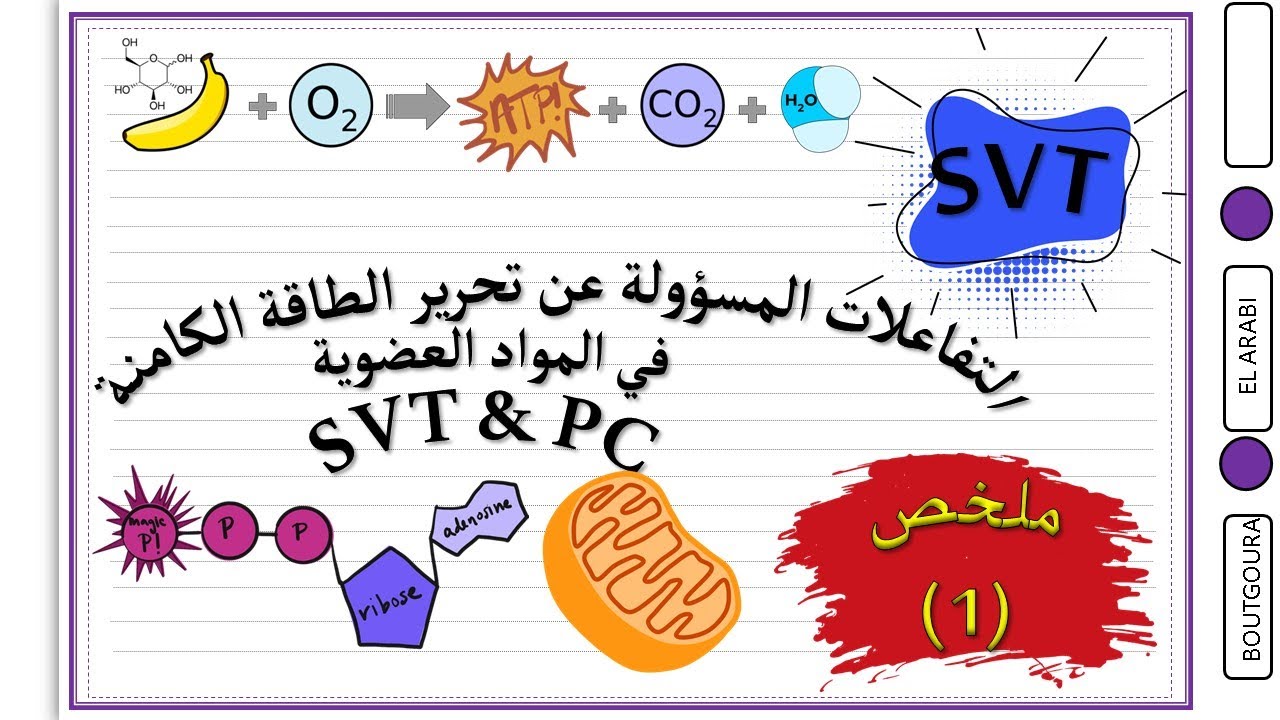 ملخص التفاعلات المسؤولة عن تحرير الطاقة الكامنة في المواد العضوية -التنفس- SVT & PC