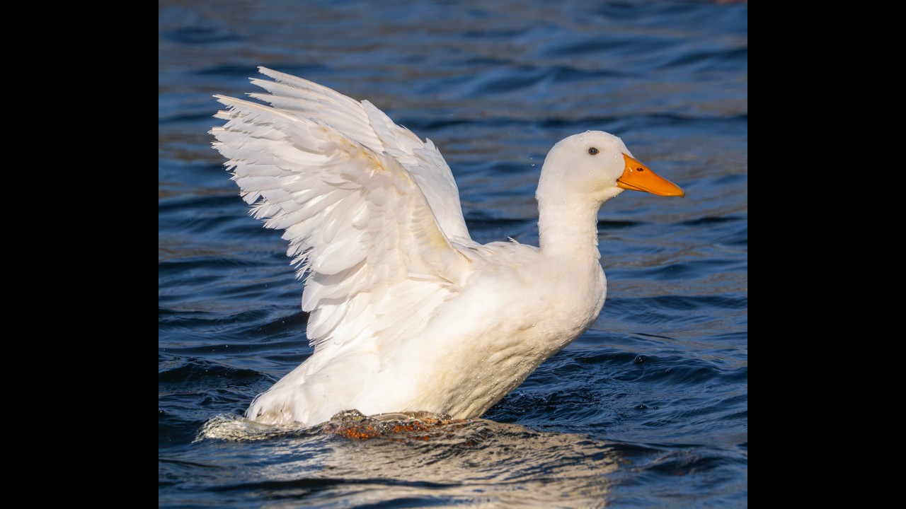 American Pekin with Muskovy duck cameo