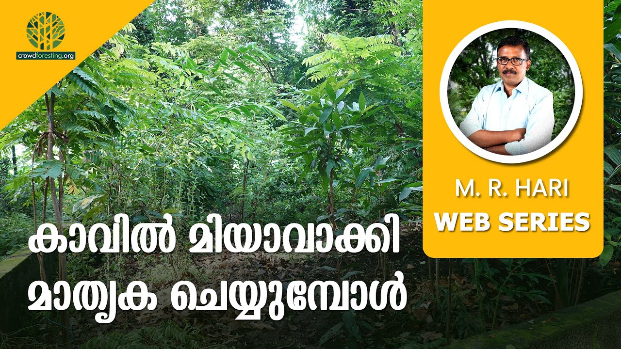 കാവിൽ മിയാവാക്കി മാതൃക ചെയ്യുമ്പോൾ | Miyawaki Forest near Snake Grove After TWO YEARS