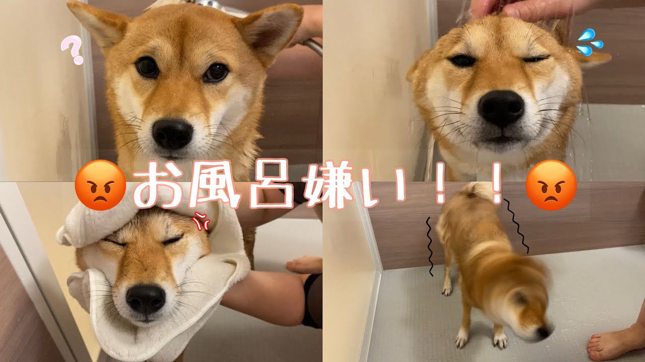 年明け早々嫌いなお風呂に入れられて不服そうな柴犬が可愛い！