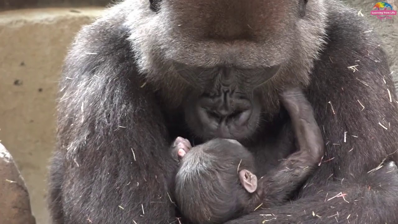 動物園園慶超級彩蛋～首度有金剛猩猩產仔