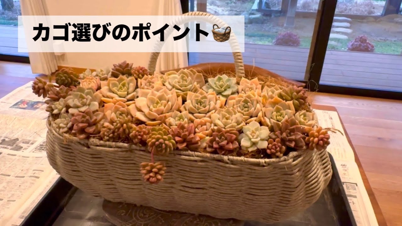 #84【カゴ寄せ】苗3種類🌸🌿カゴ選びの質問返し