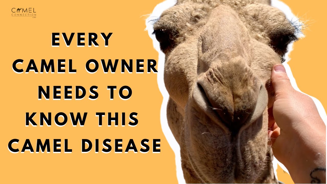 Camel Disease That Broke Our Hearts! Every Camel Owner Needs To Know: Osteodystrophy aka 
