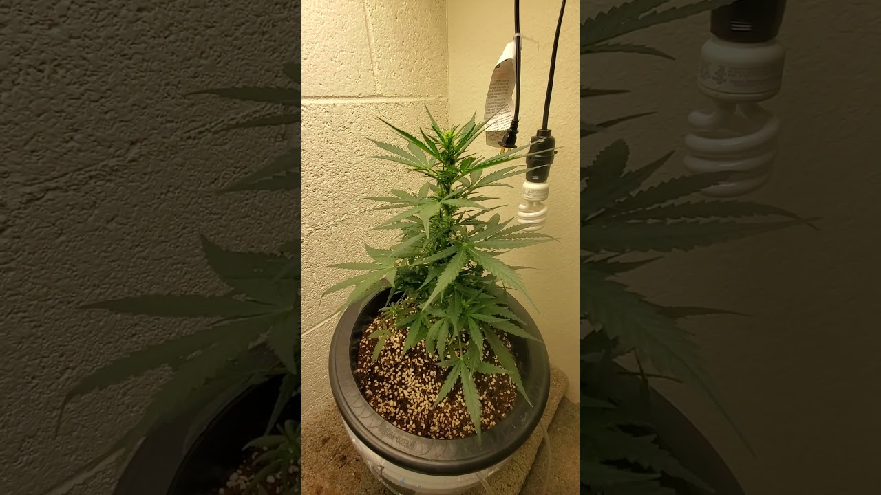 Mars hydro t-1000 led grow gorilla glue autoflower dwc