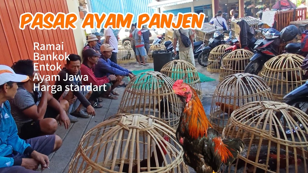 Hari Minggu Pasar Ayam Kepanjen ramai banyak Bangkokan ayam jawa entok harganya masih standart