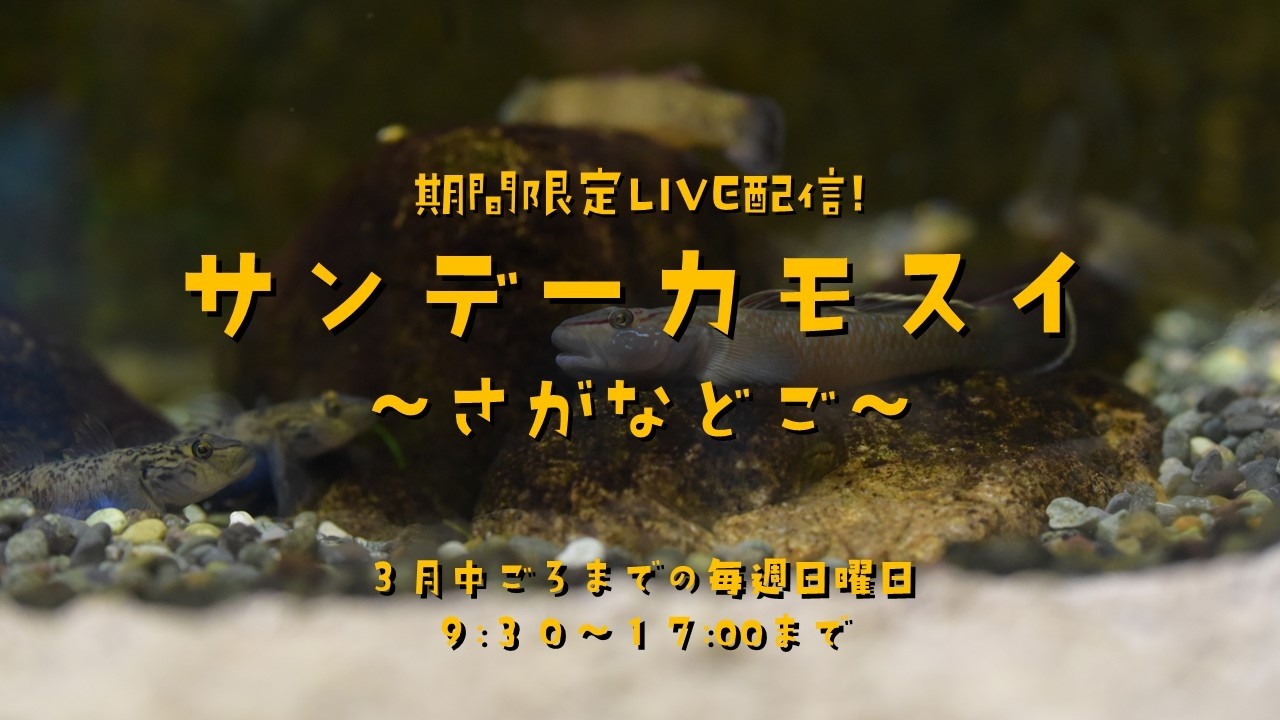 期間限定LIVE配信！ サンデーカモスイ ～さがなどご～