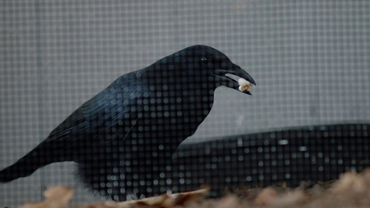 American Crow Puzzle Feeder at St. Louis Zoo