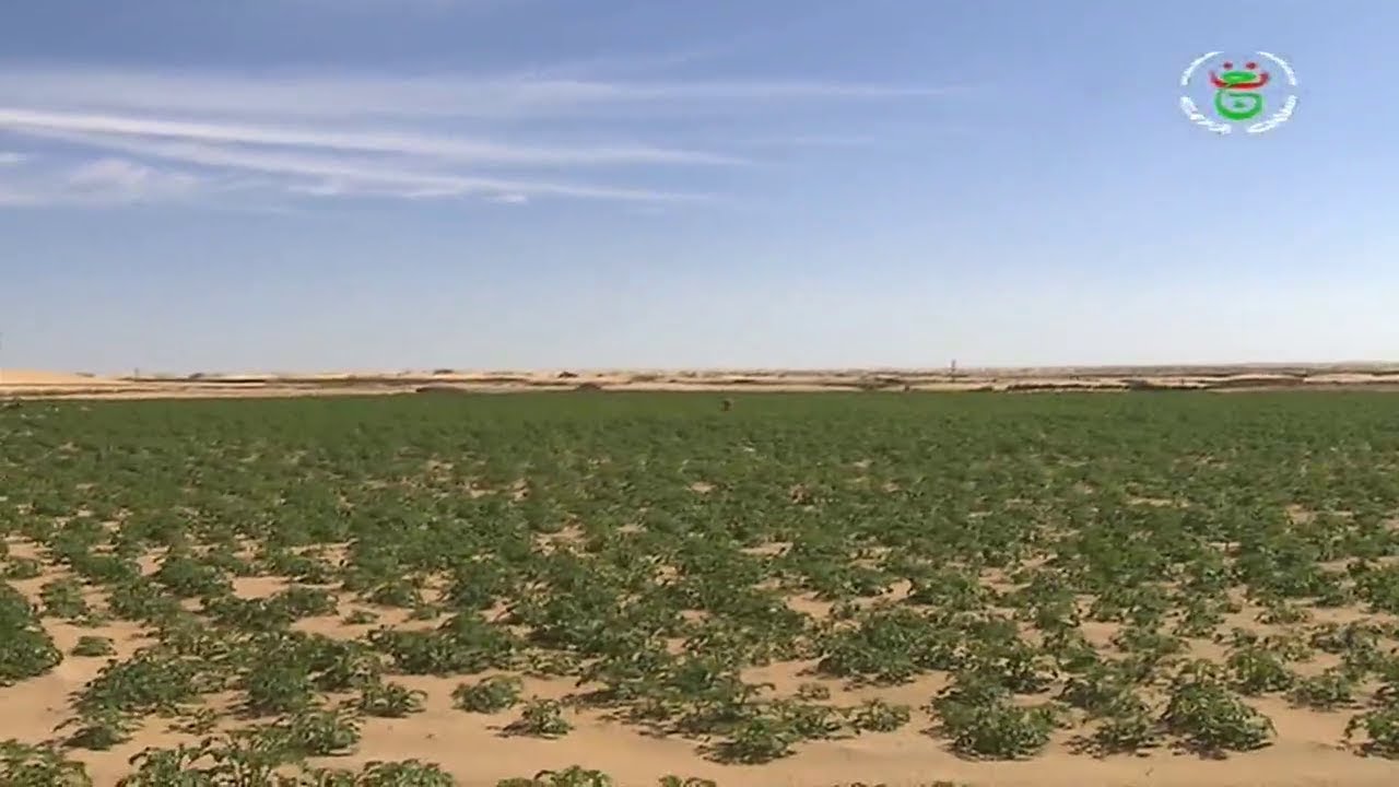 الجزائر - الوادي | الإستثمار الفلاحي :   بعد تحقيق الوفرة الرهان على الجودة لتعزيز الصادرات
