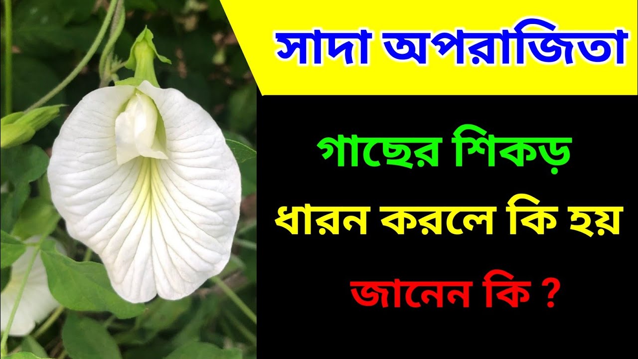 সাদা অপরাজিতা শিকড় ধারন করলে কি হয় জানেন কি? সাদা অপরাজিতা শিকড় কি কাজে লাগে । Sada aprajita