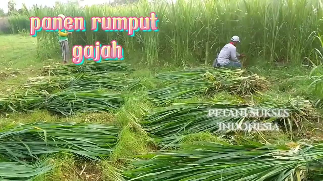 Panen rumput pakchong. setiap 1,5 bulan. auto berjuta-juta uangnya #PetaniSuksesIndonesiaRaya