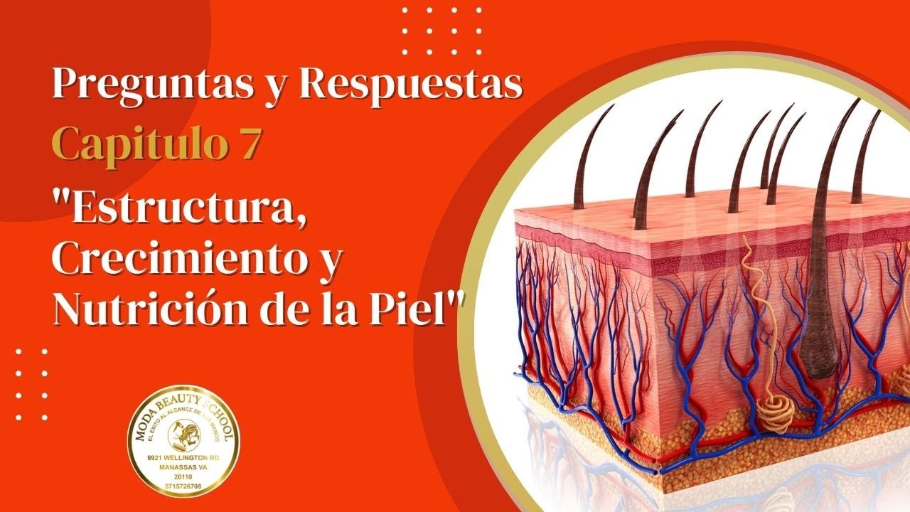 Preguntas y Respuestas Capitulo 7 Estructura Crecimiento y Nutrición de la Piel
