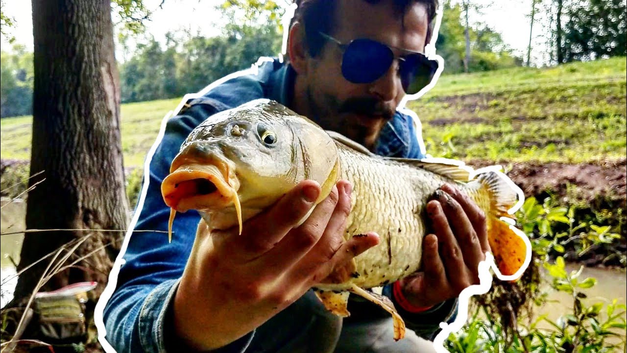 How to Catch Carp on Sweet Corn