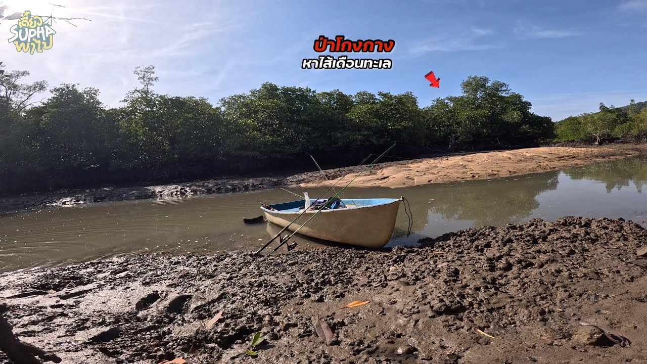 Solo ตกปลาปลาในคลองธรรมชาติป่าโกงกางและหาเหยื่อไส้เดือนทะเล | เดี๋ยวSuphaพาไป
