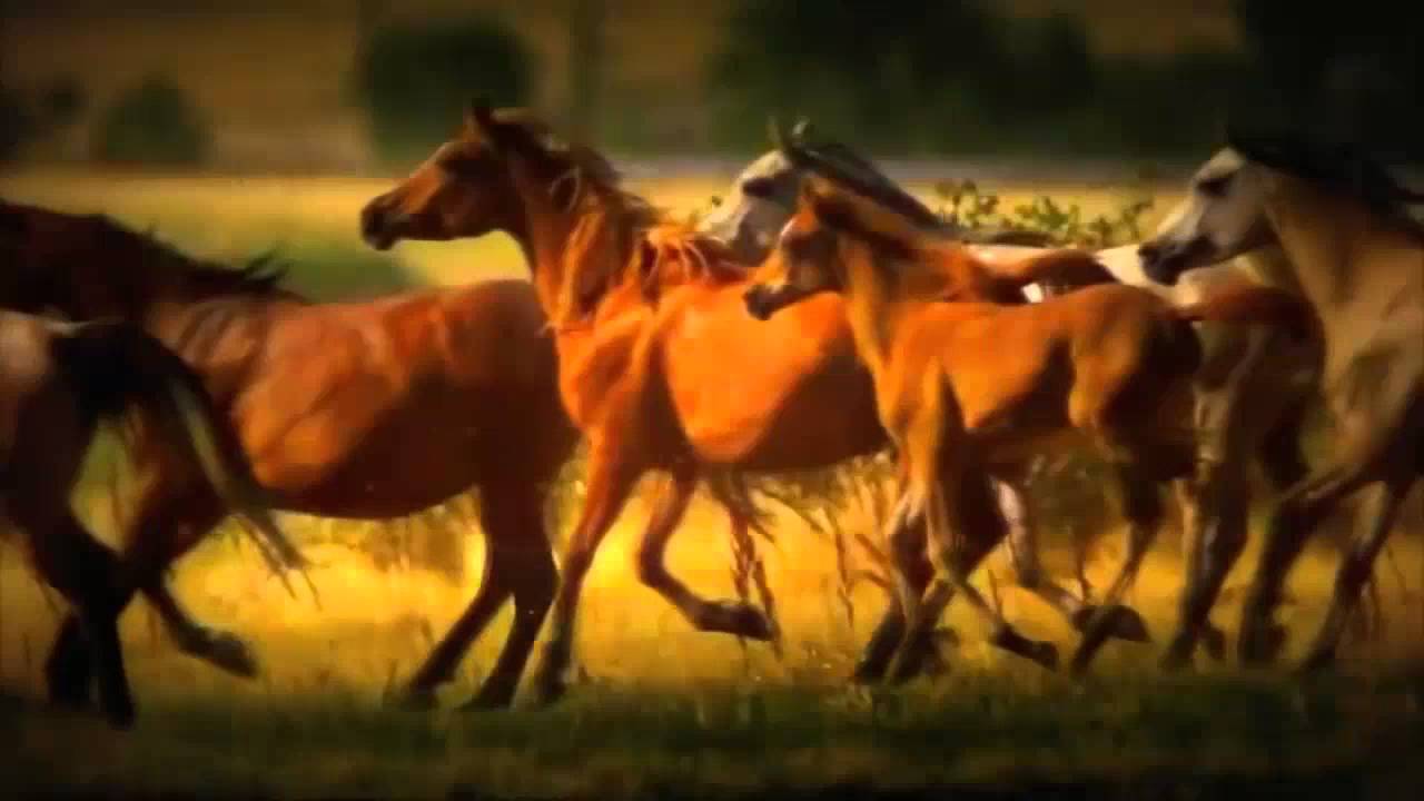 Әділбай Тобыш - Ал қоңыр