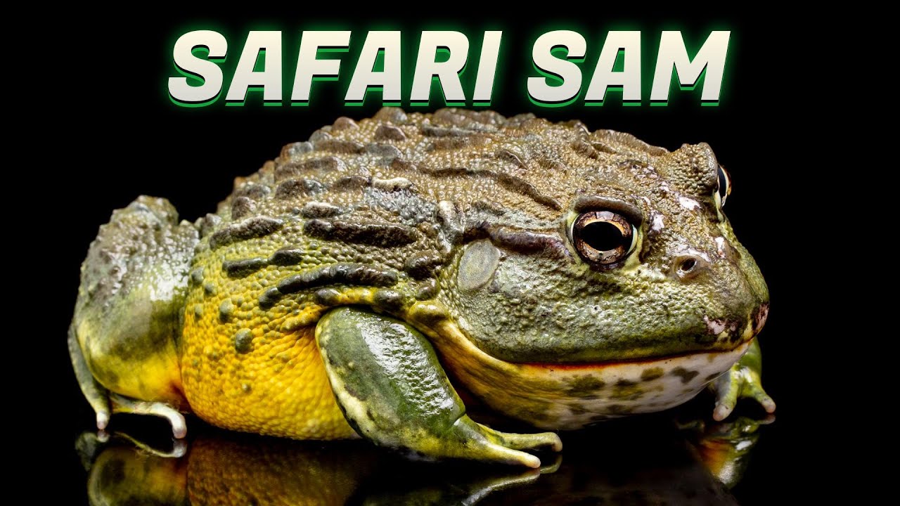 African Bullfrog Feeding GONE WRONG with Safari Sam!
