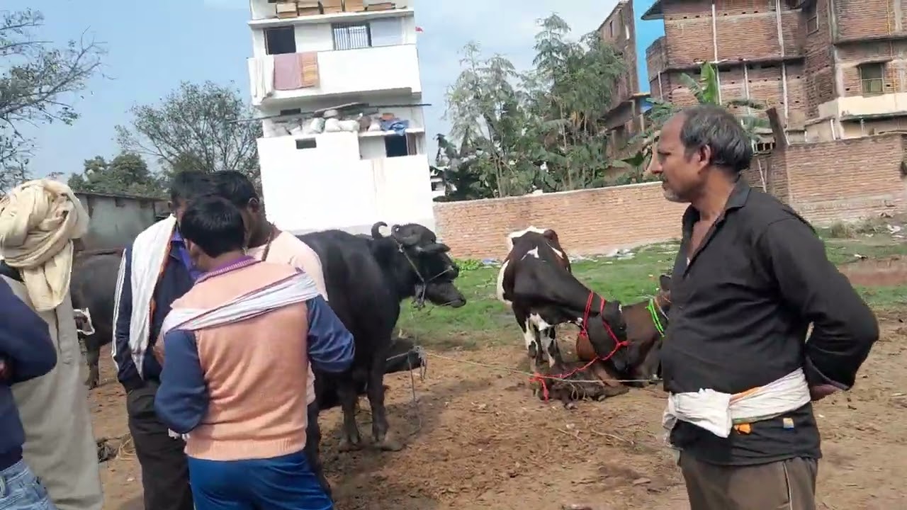 Rauja pasu mandi chapra bihar (1-3-24)