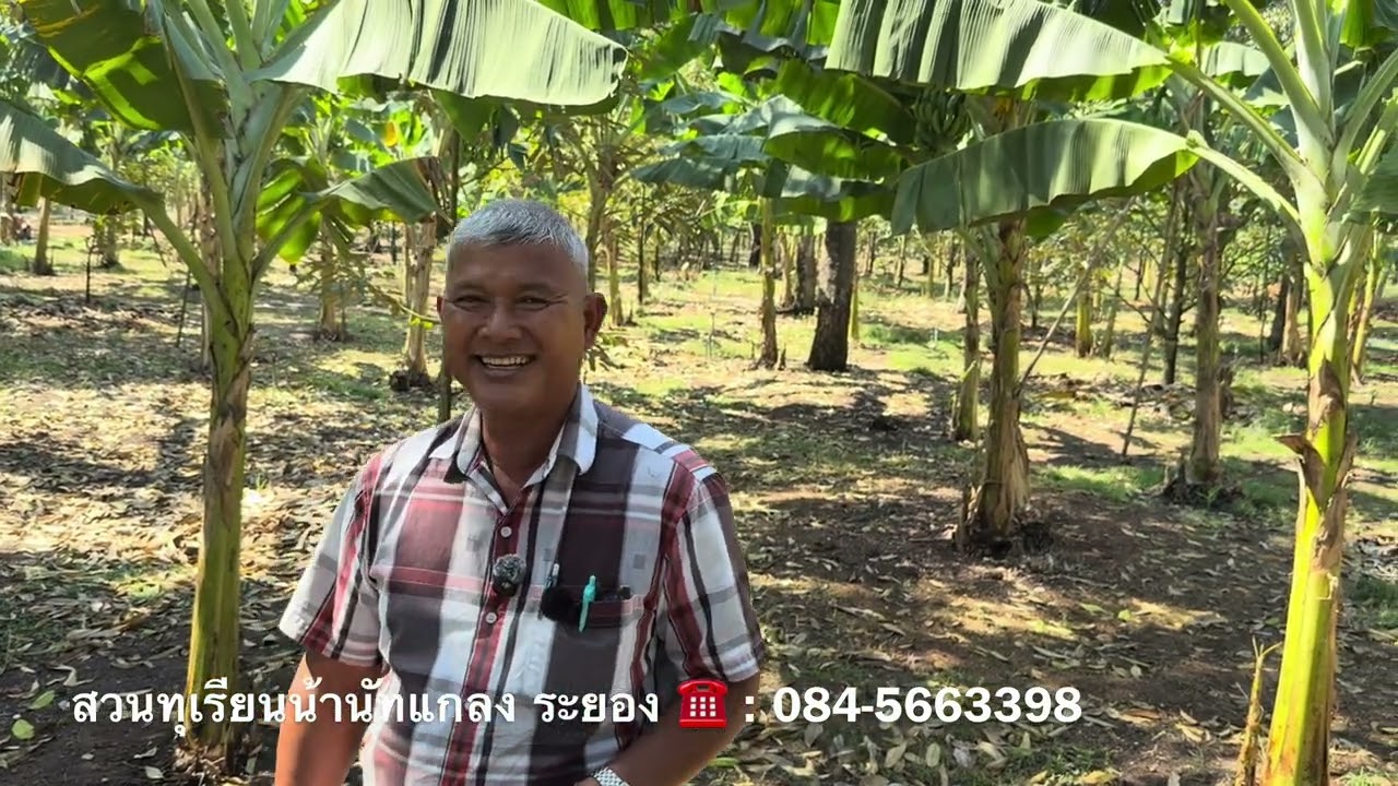 Ep2 : 69 สวนทุเรียนน้านัทใช้สารปรับปรุงดิน น้ำหมักจุลินทรีย์พด. เข้าสู่ปีที่3 | อ.พรต | บ่าวยุจ