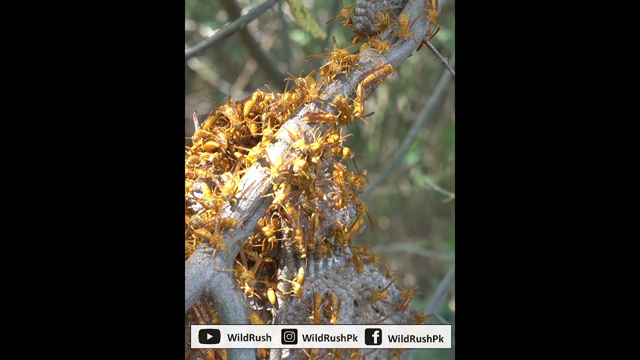 Yellow Paper Wasp