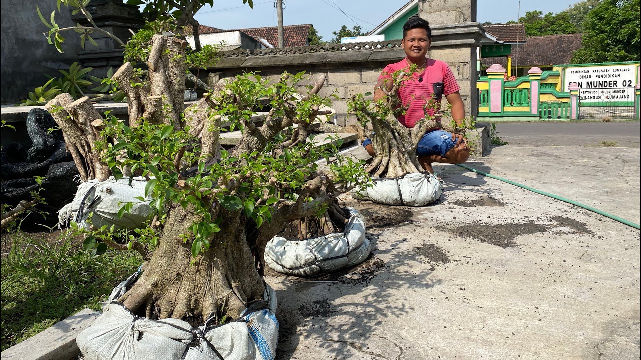 REVIUW BERBAGAI MACAM ID BONSAI HARGA EKONOMIS😱😱😱 minat wa085150612663