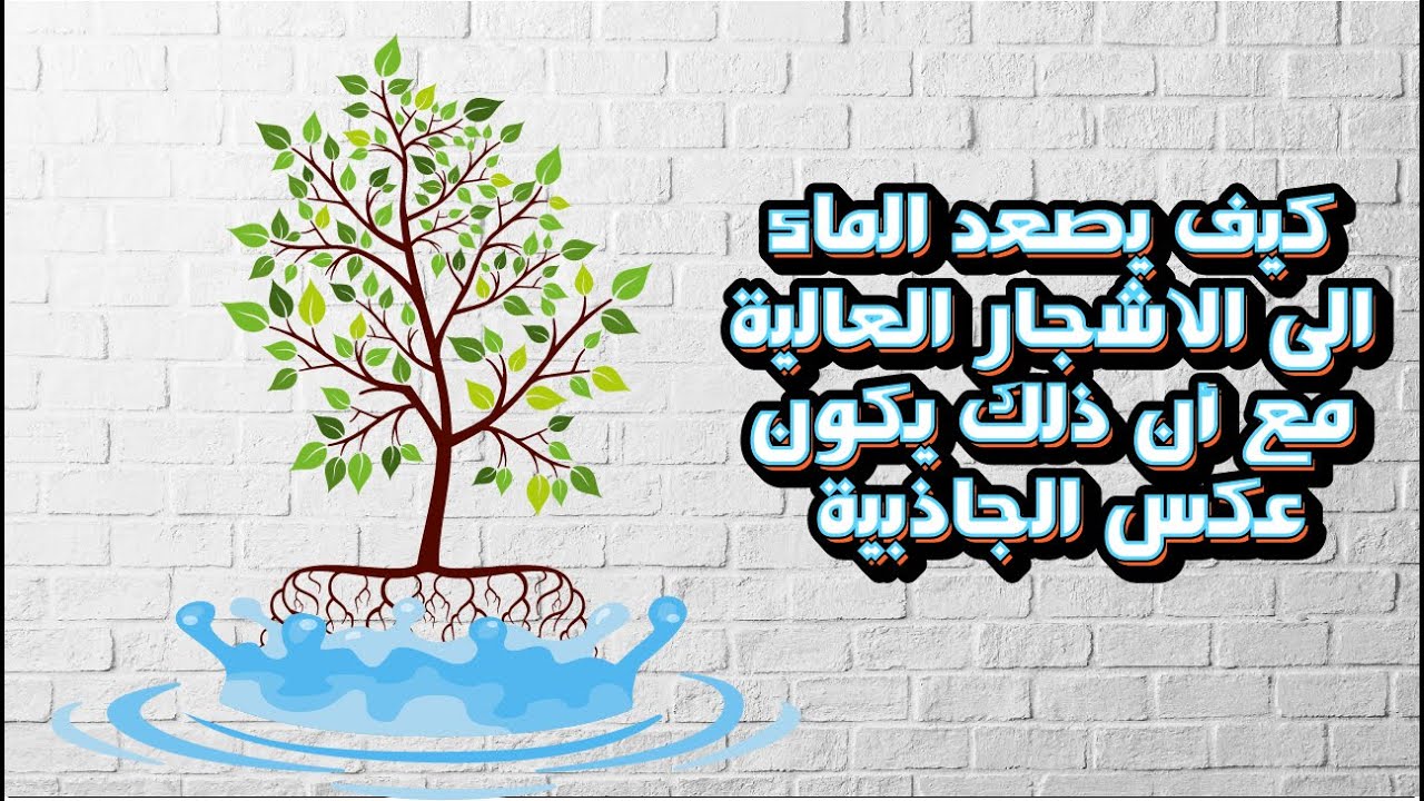 كيف يصعد الماء الى الاشجار العالية مع أن ذلك يكون عكس الجاذبية🤔