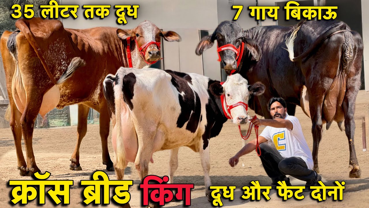 25 से 35 लीटर तक दूध👍7 गाय बिकाऊ👌दूध और फैट दोनों 👌High Milking Cross Breed Cows For Sale 