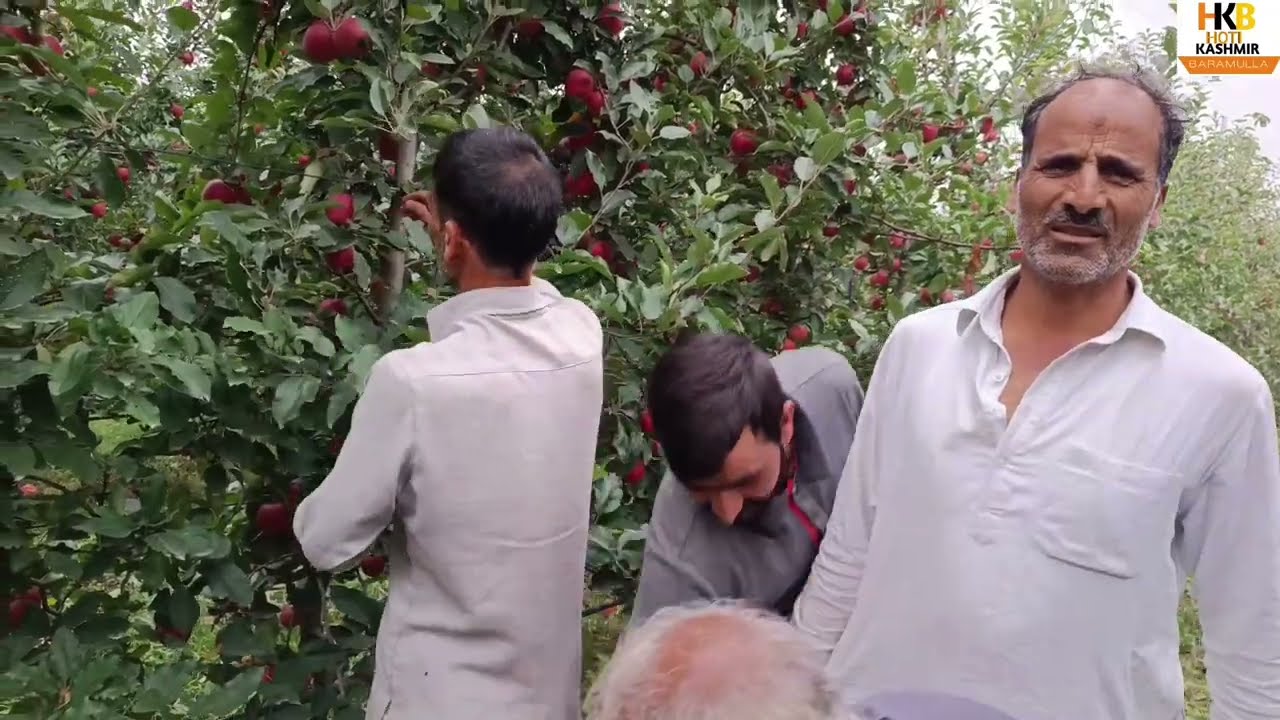 #Success Story of Apple High Density || farming in Watergam || Watch till end