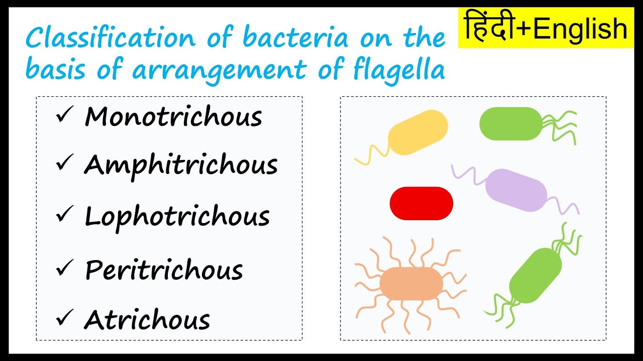 Classification of bacteria based on flagella arrangement | In Hindi + English |