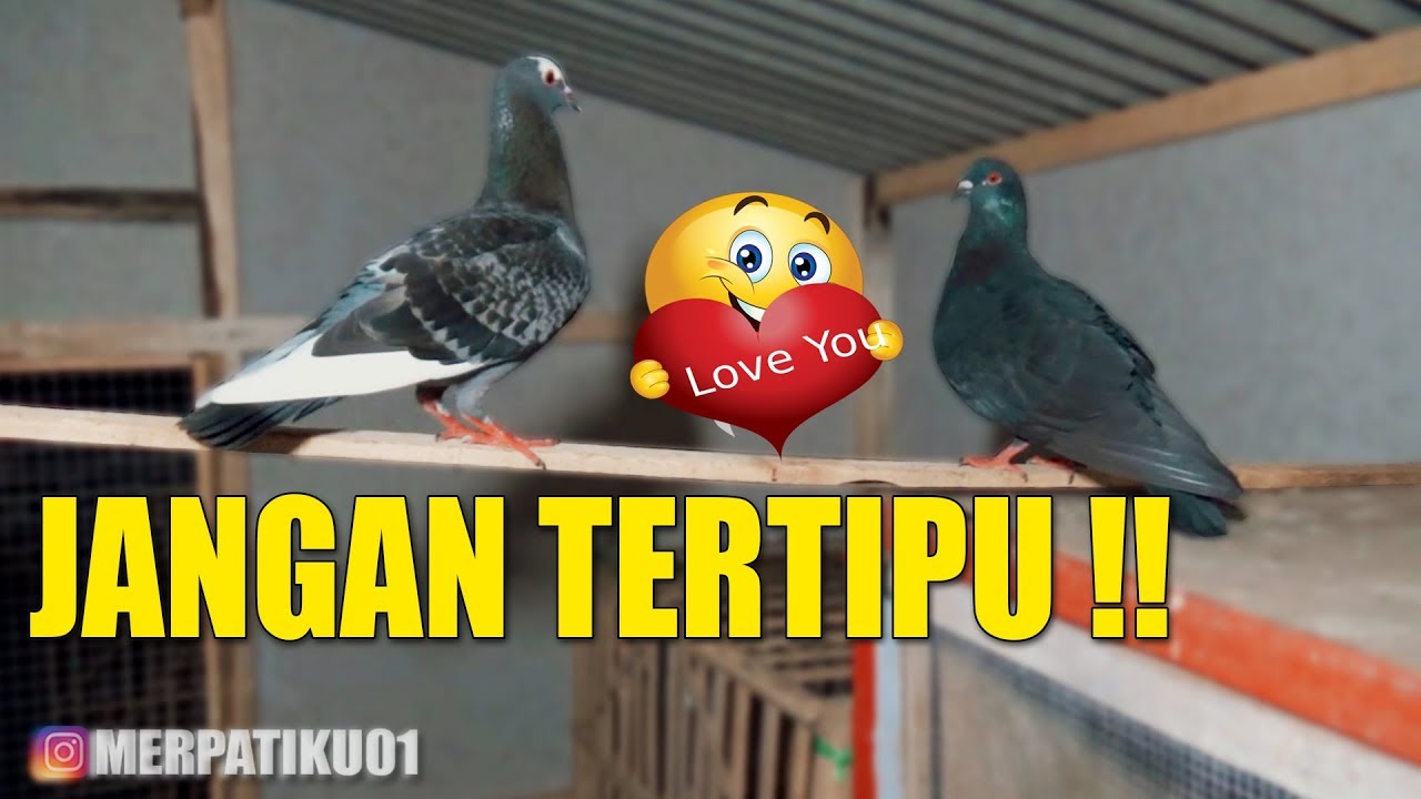 MENGETAHUI MERPATI SUDAH JODOH / BELUM