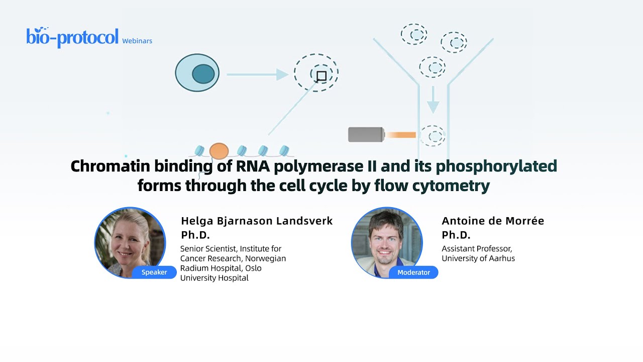 Chromatin binding of RNA polymerase II and its phosphorylated forms through the cell cycle...