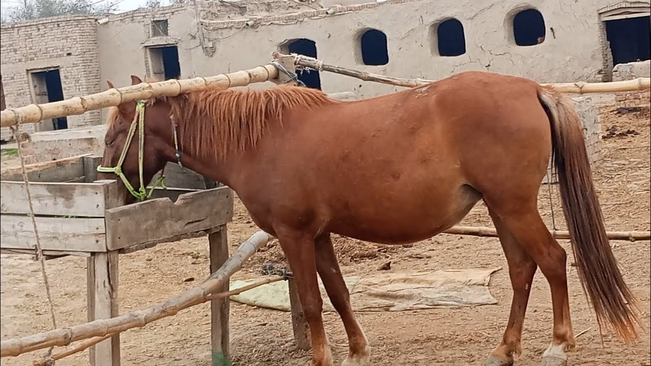 An expert in natural horsemanship who uses subtle communication to train horses.