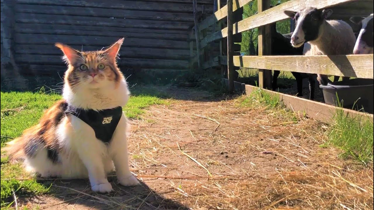Maine Coon Cat: Face-To-Face With A Sheep 🐑